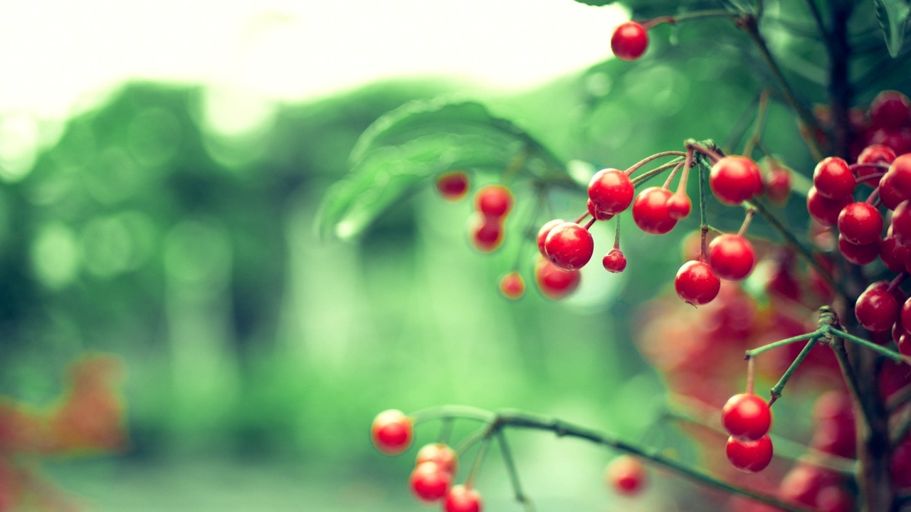 Red Berries