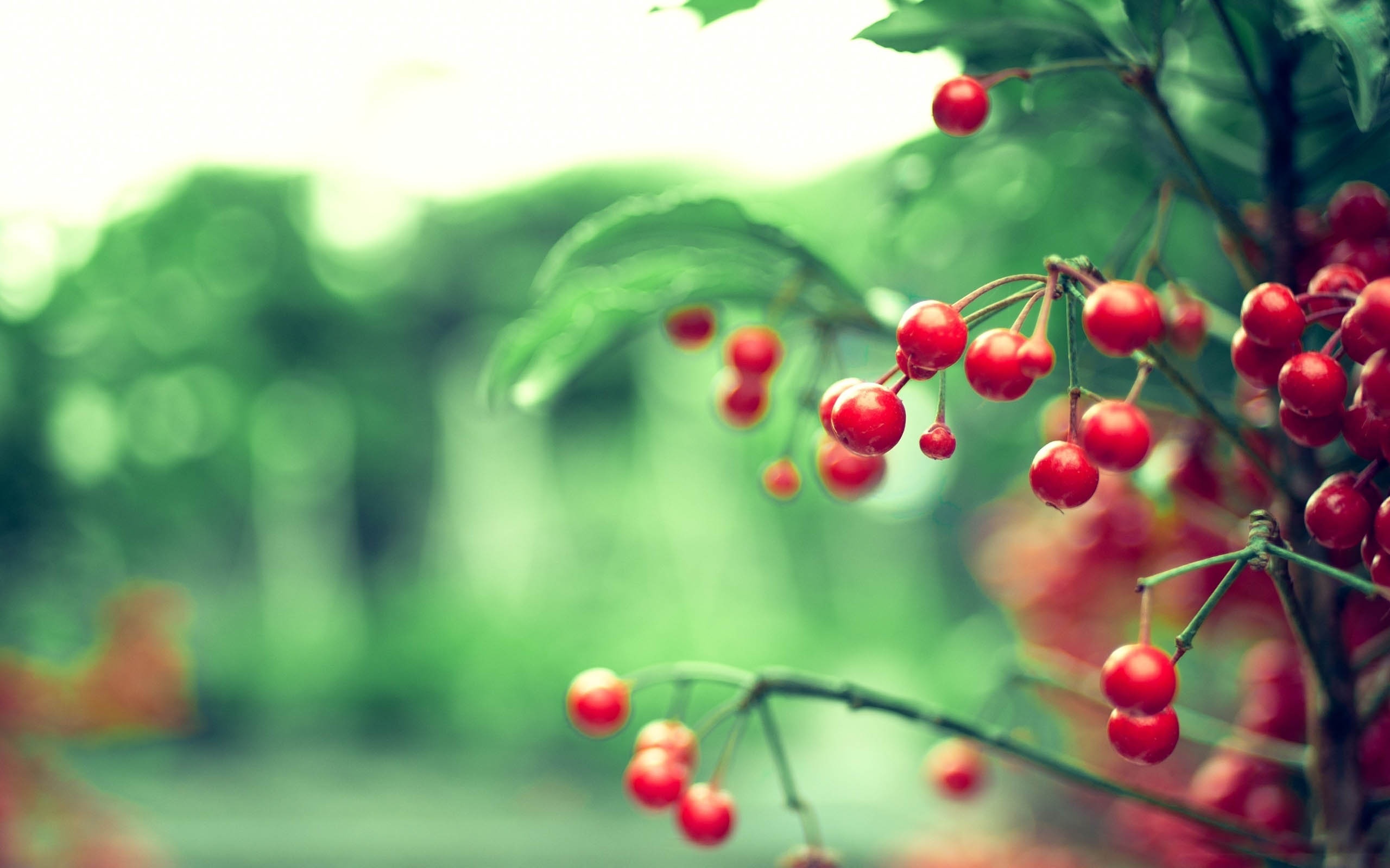 Red Berries