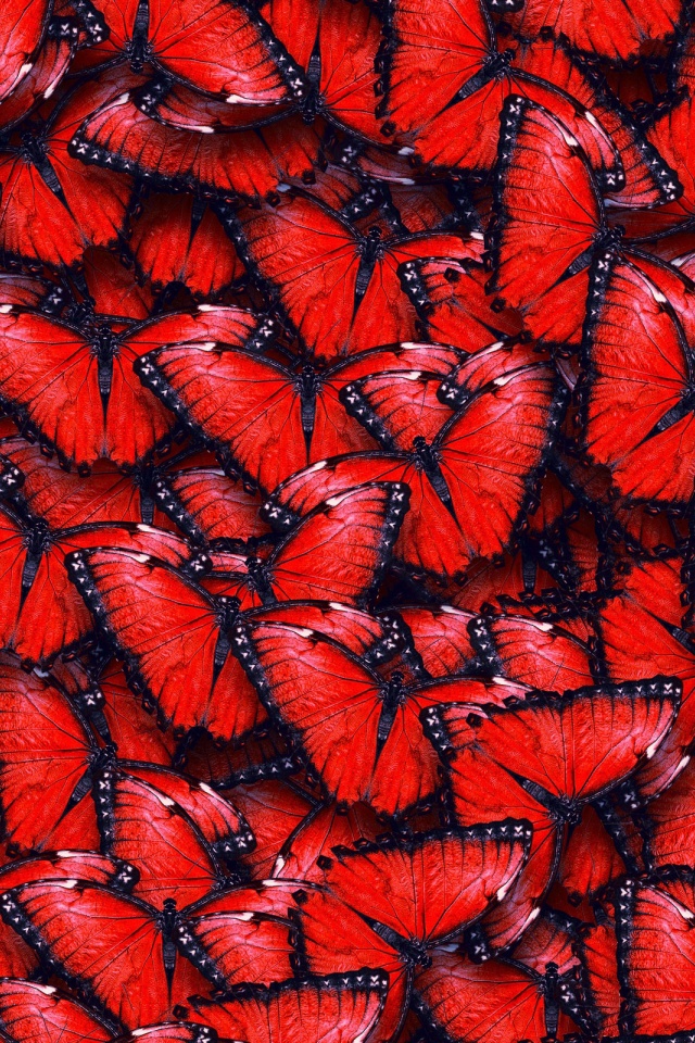 Red Butterfly Pattern