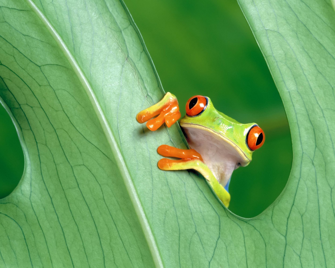 Red Eyed Tree Frog