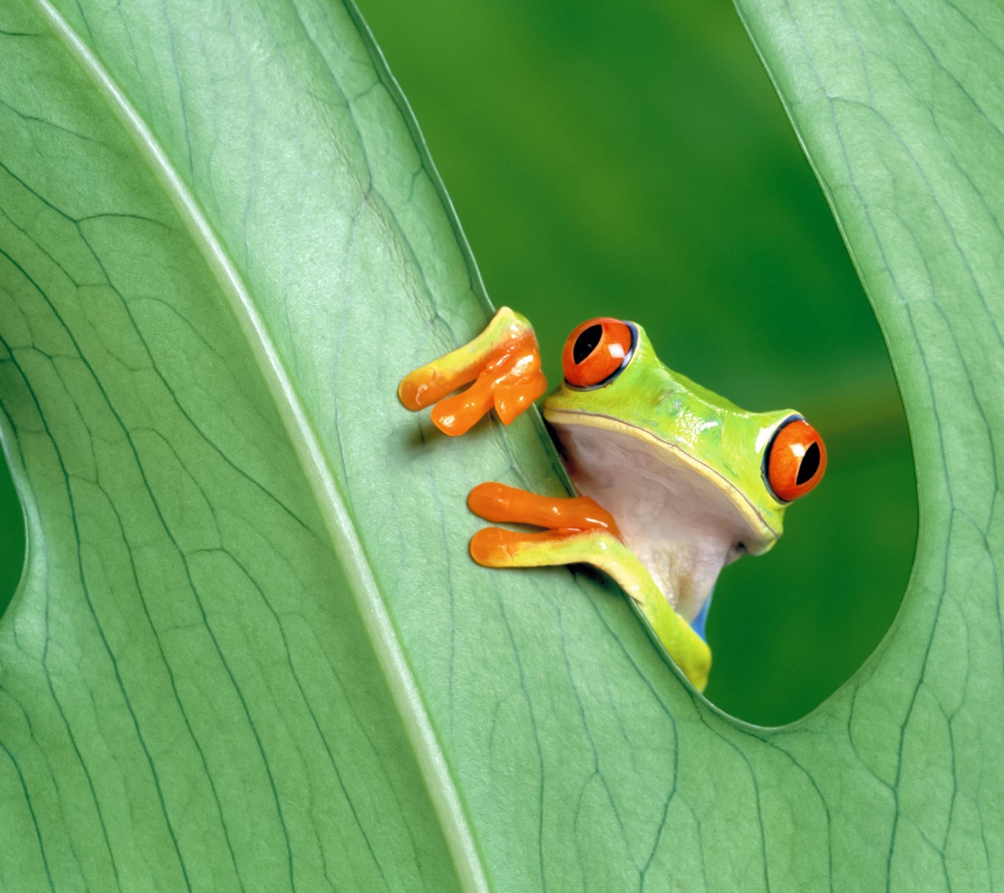 Red Eyed Tree Frog