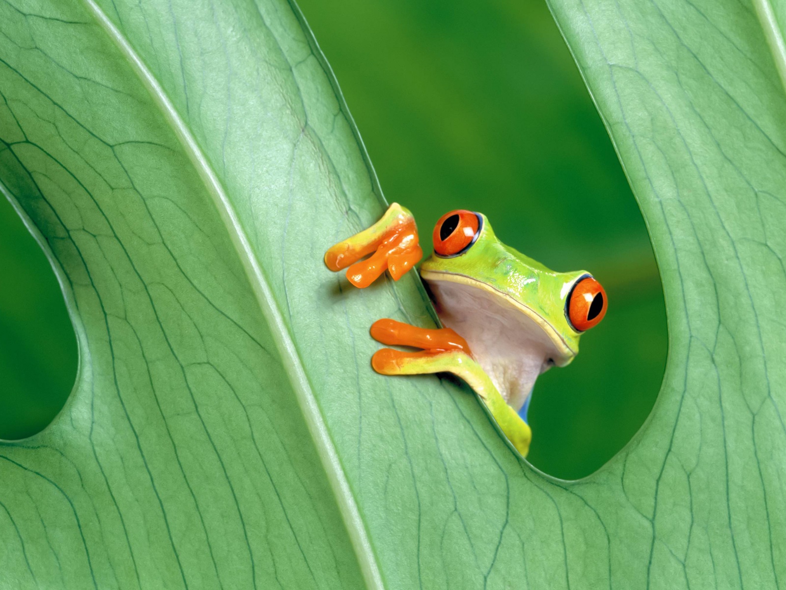 Red Eyed Tree Frog