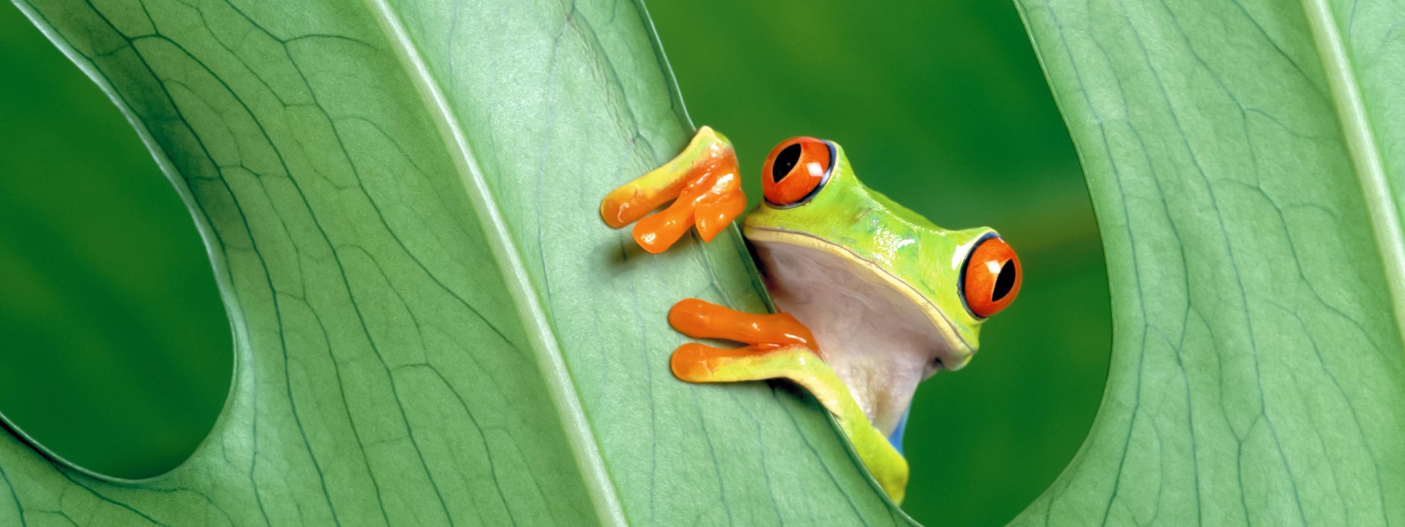 Red Eyed Tree Frog