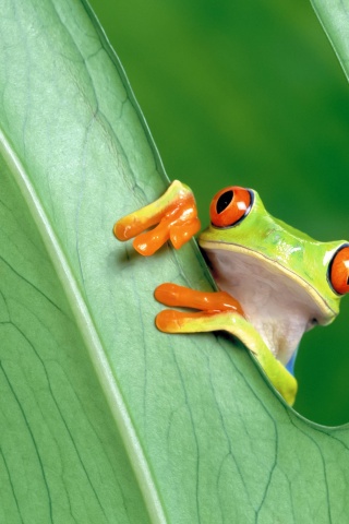 Red Eyed Tree Frog