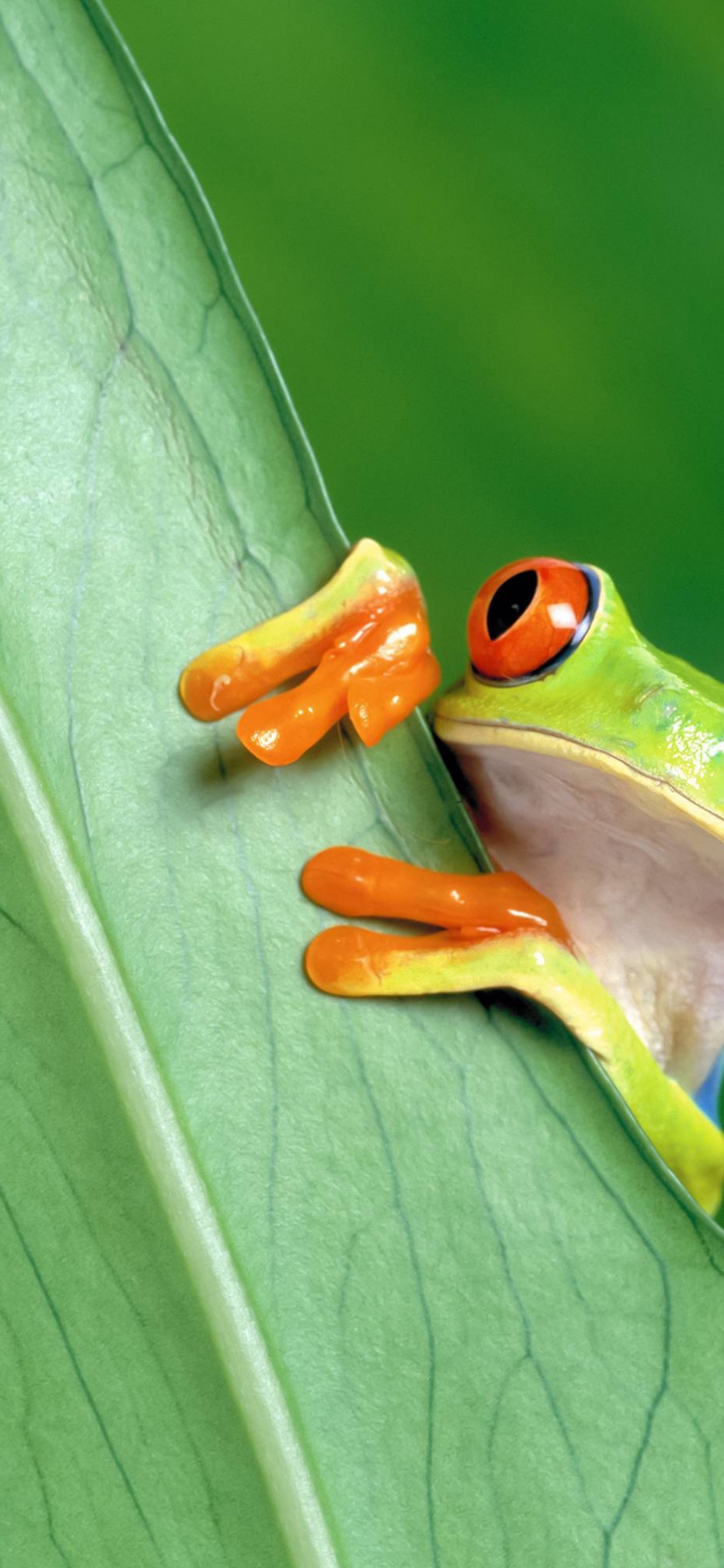 Red Eyed Tree Frog