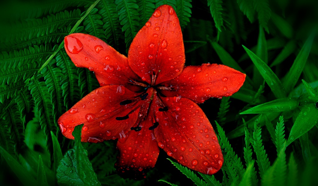 Red Lily