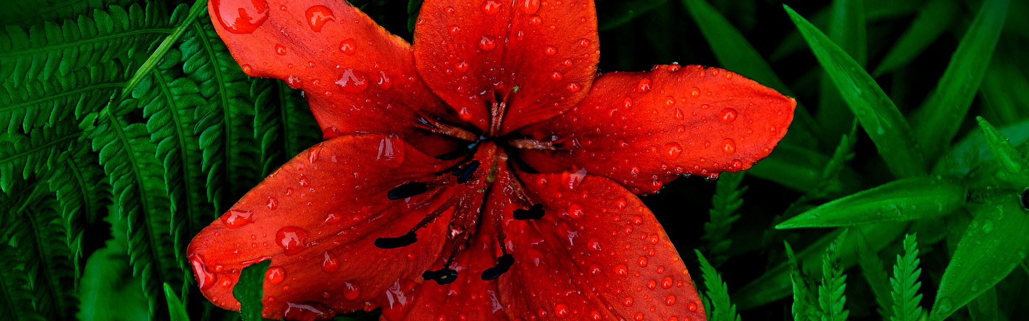 Red Lily