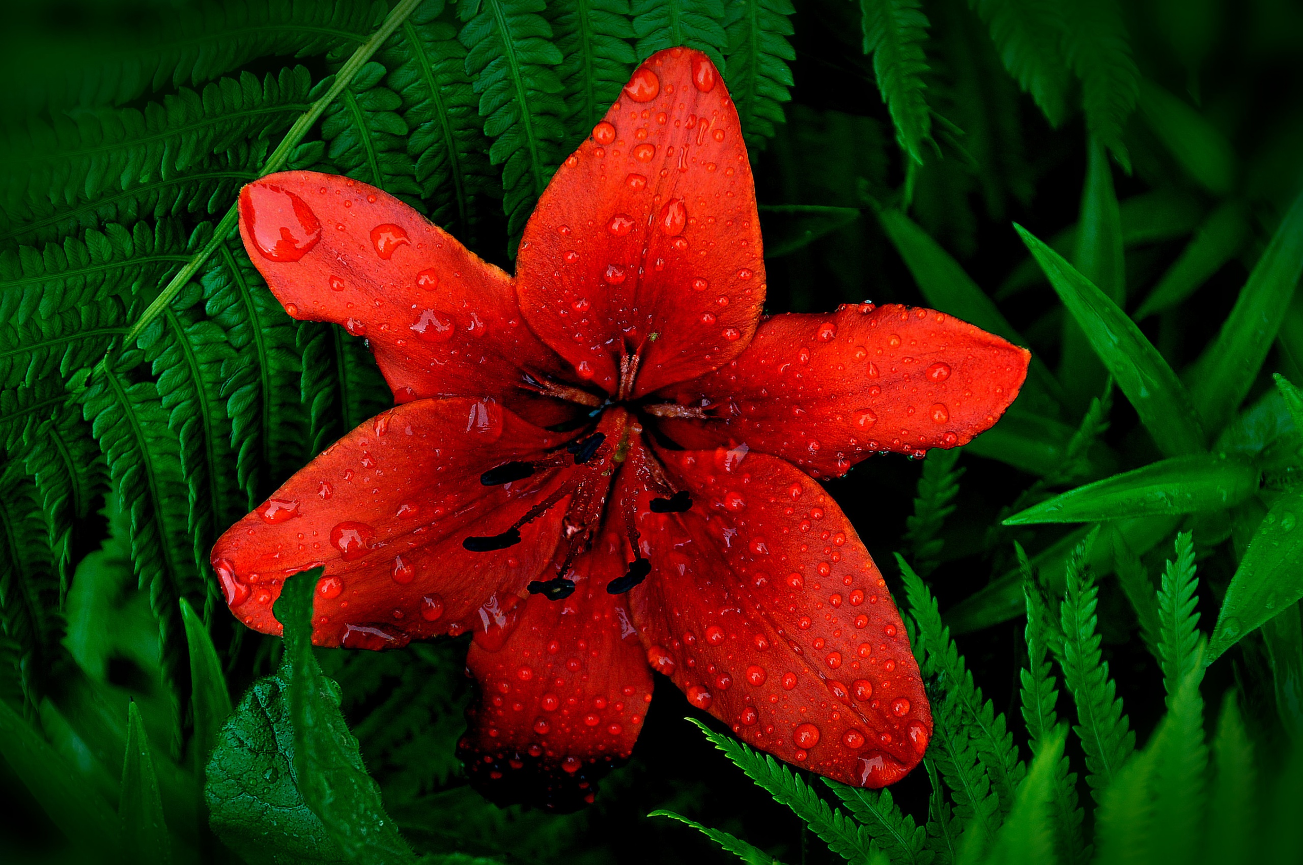 Red Lily