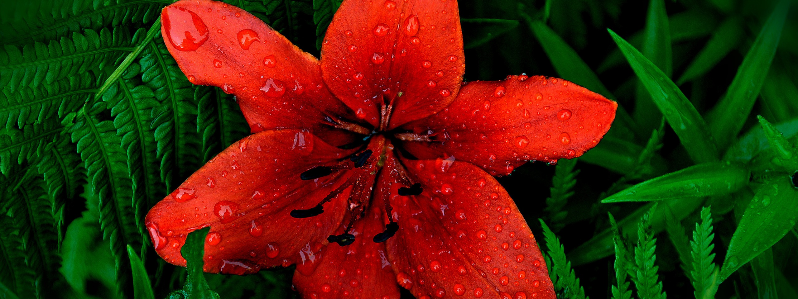 Red Lily