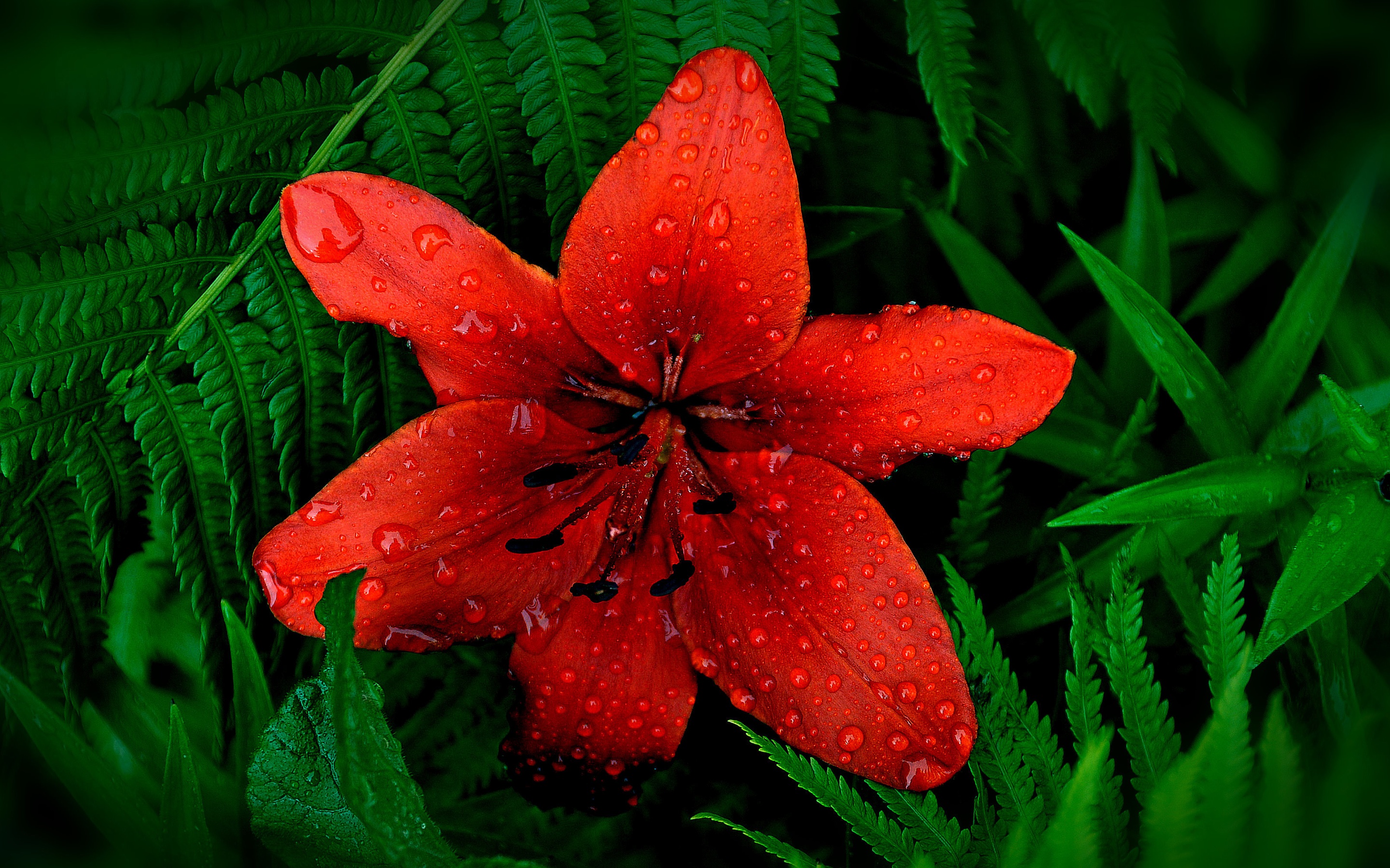 Red Lily