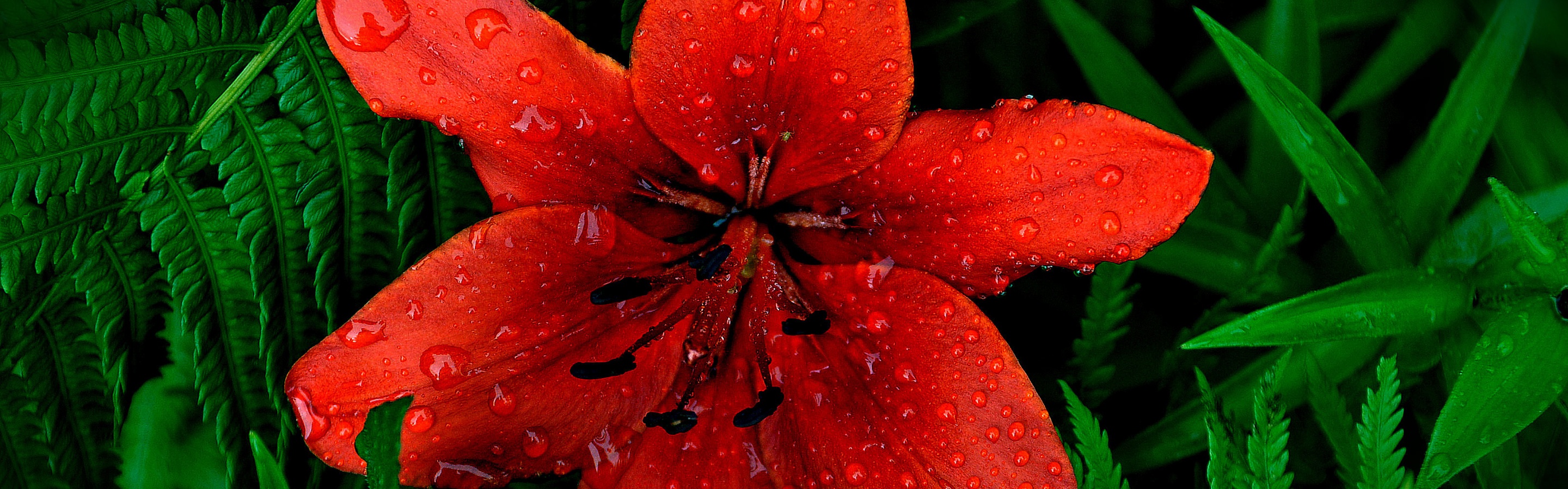 Red Lily