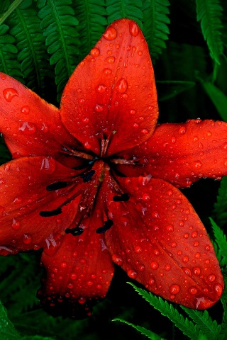 Red Lily