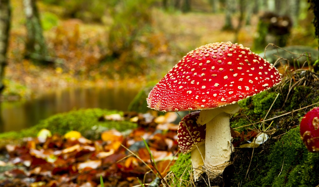 Red Mushroom In Forest