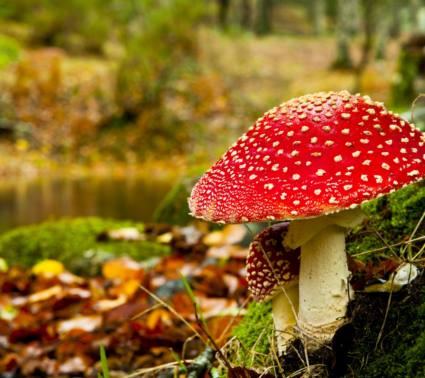 Red Mushroom In Forest