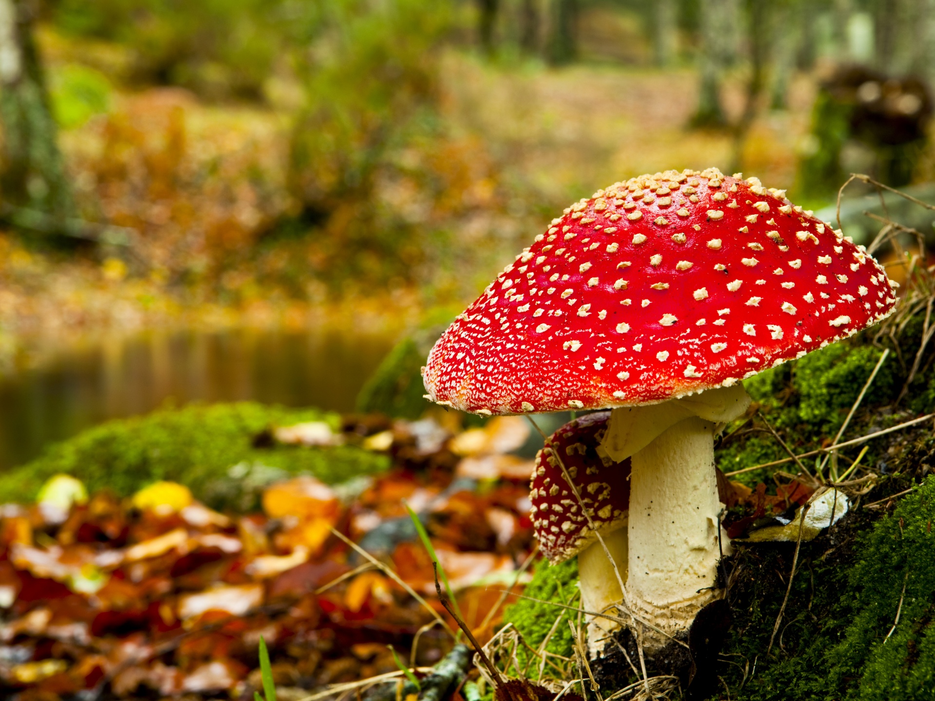 Red Mushroom In Forest