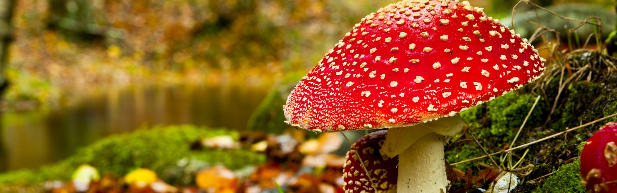 Red Mushroom In Forest