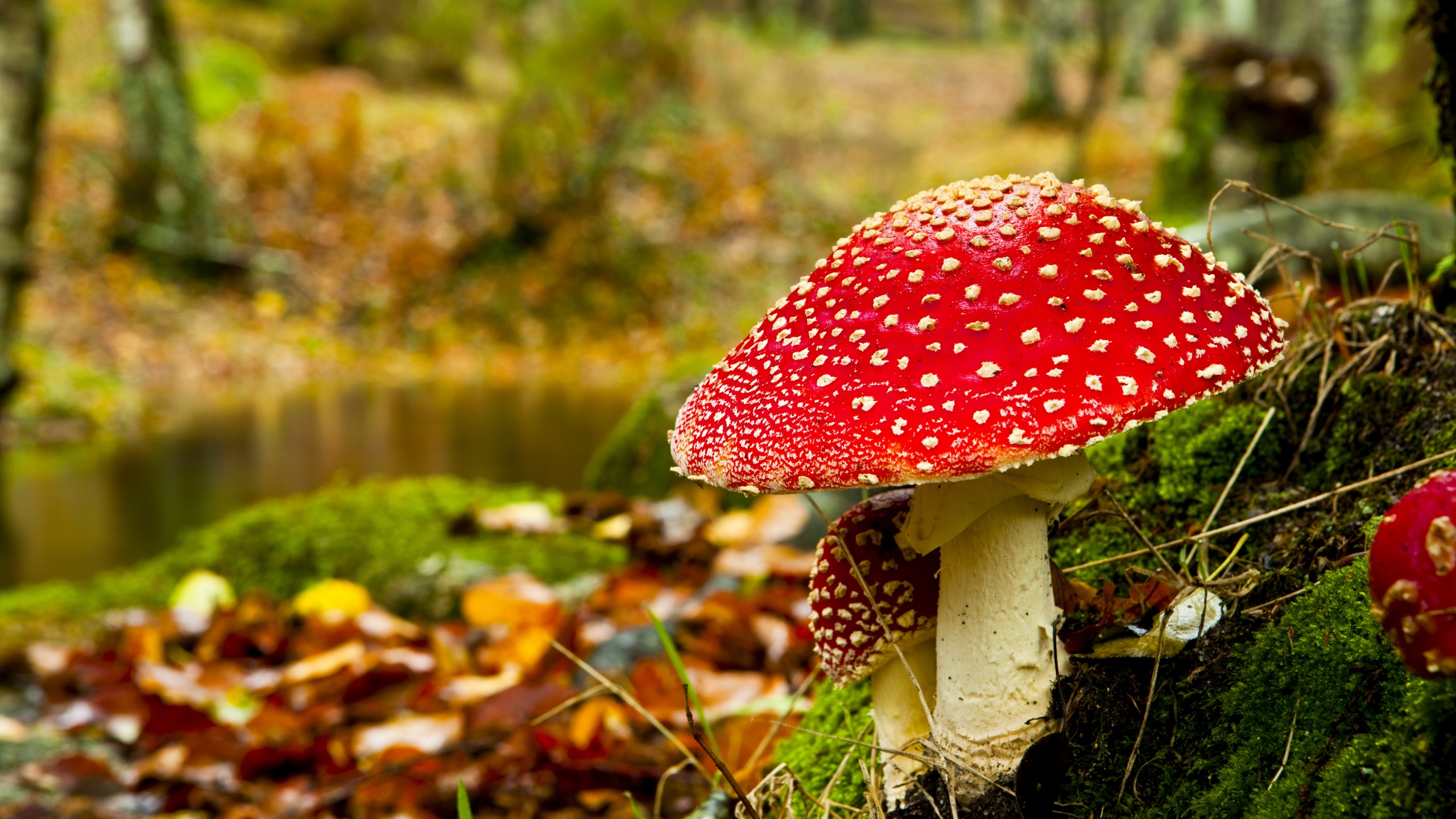 Red Mushroom In Forest