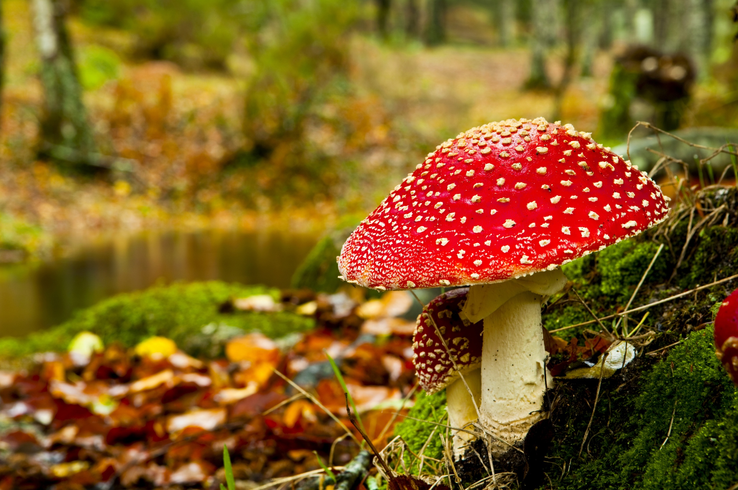 Red Mushroom In Forest