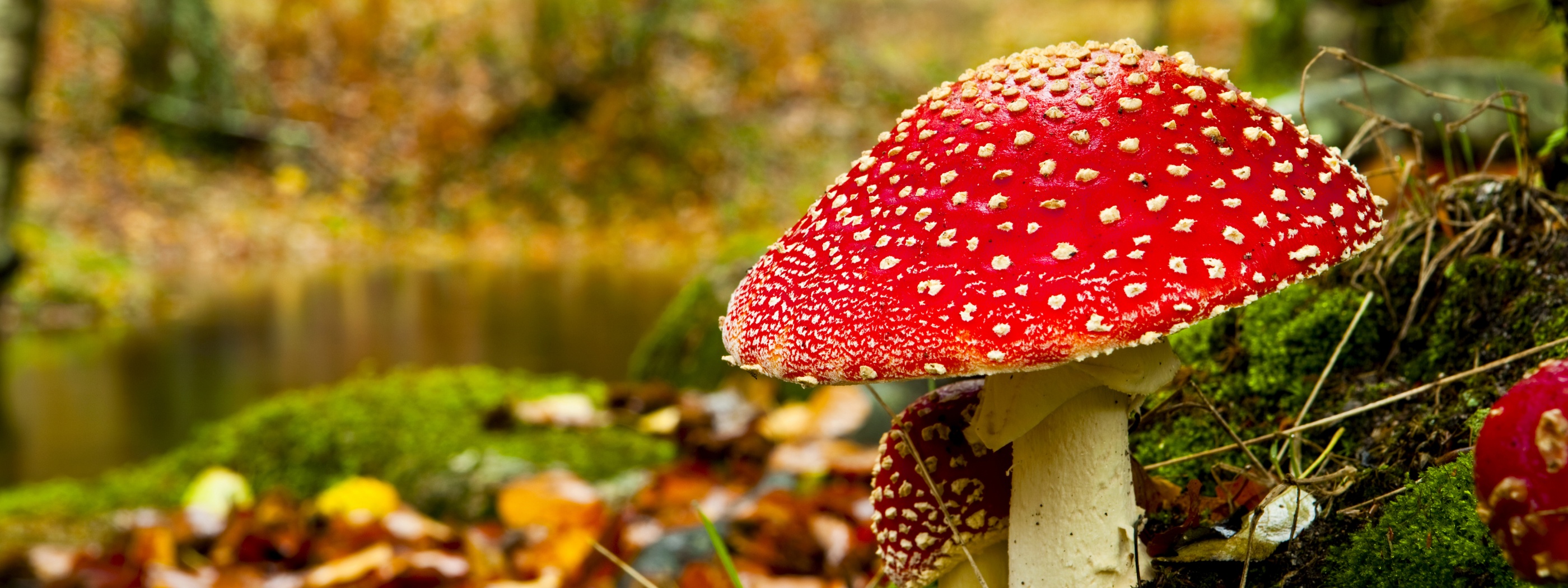 Red Mushroom In Forest