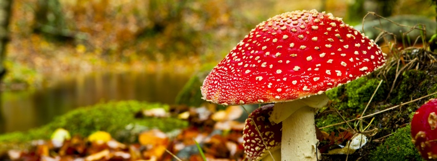 Red Mushroom In Forest