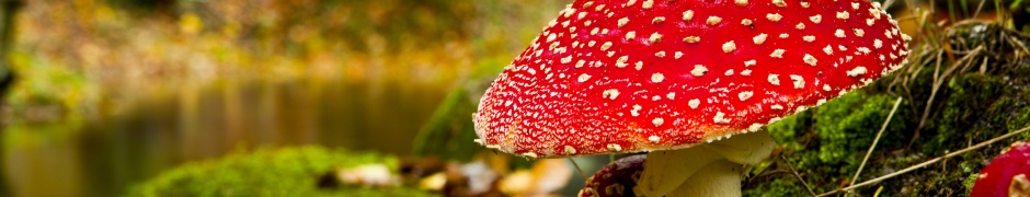 Red Mushroom In Forest