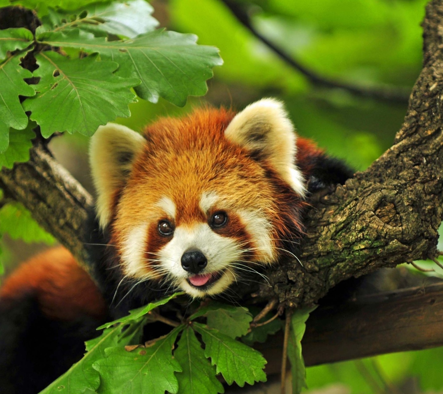 Red Panda Animal