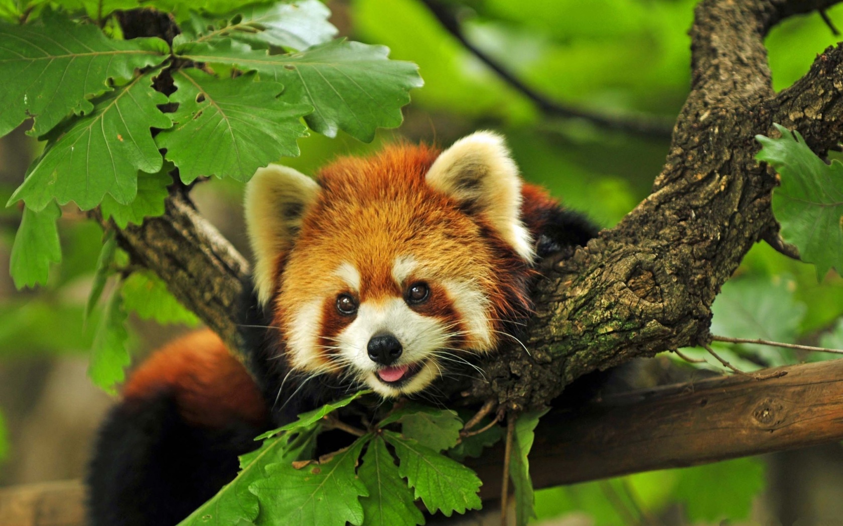 Red Panda Animal