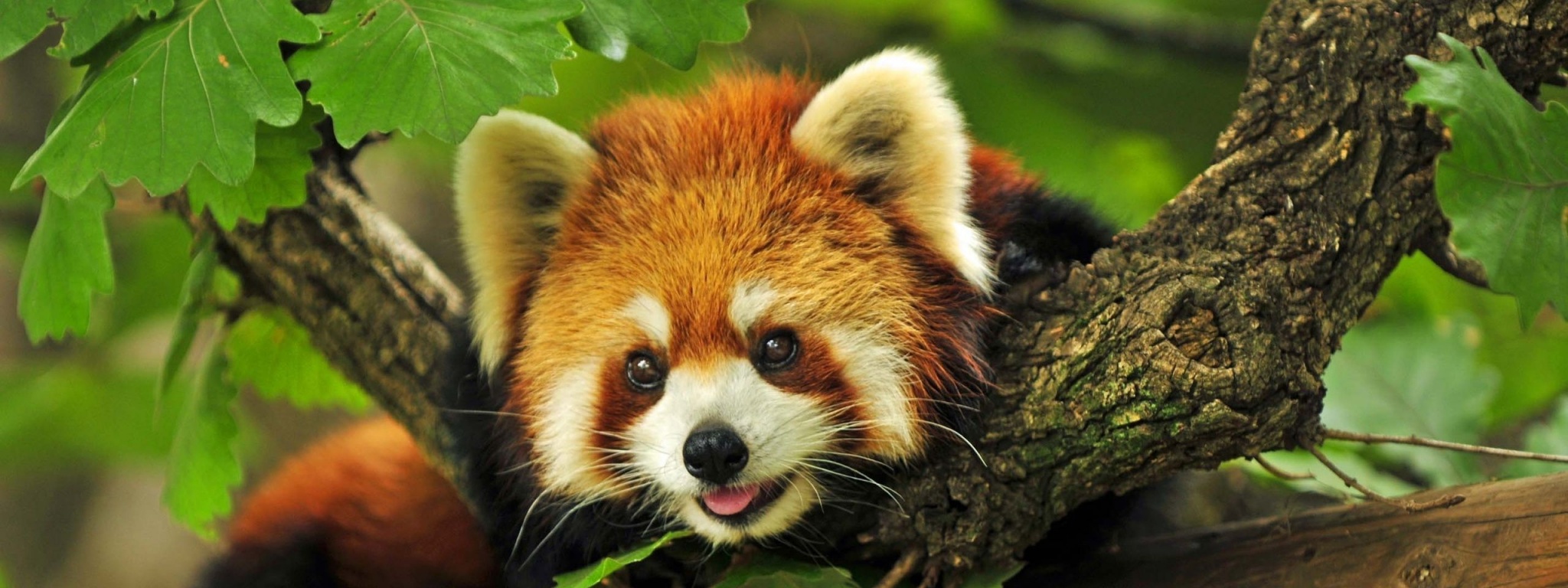 Red Panda Animal