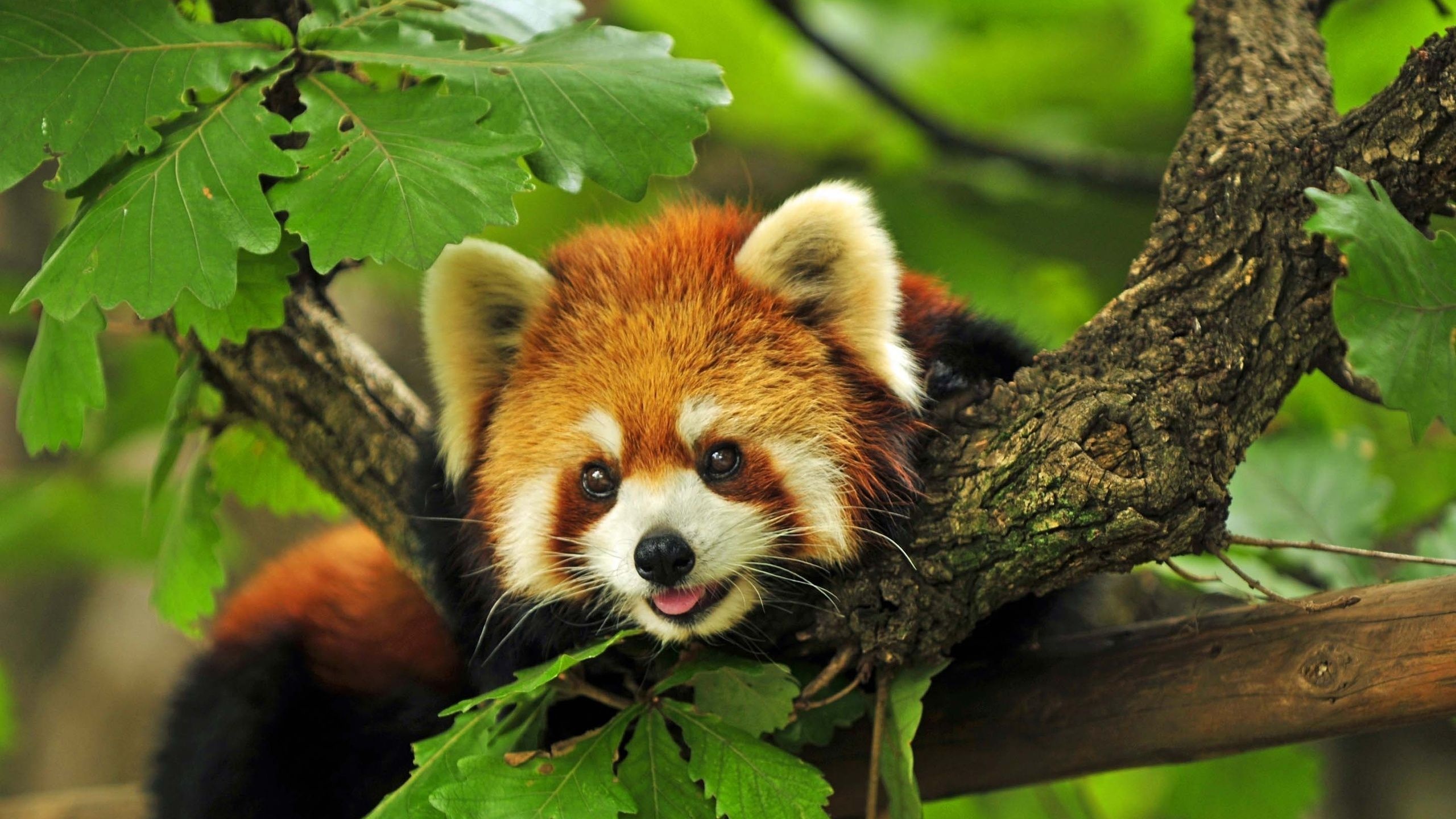 Red Panda Animal