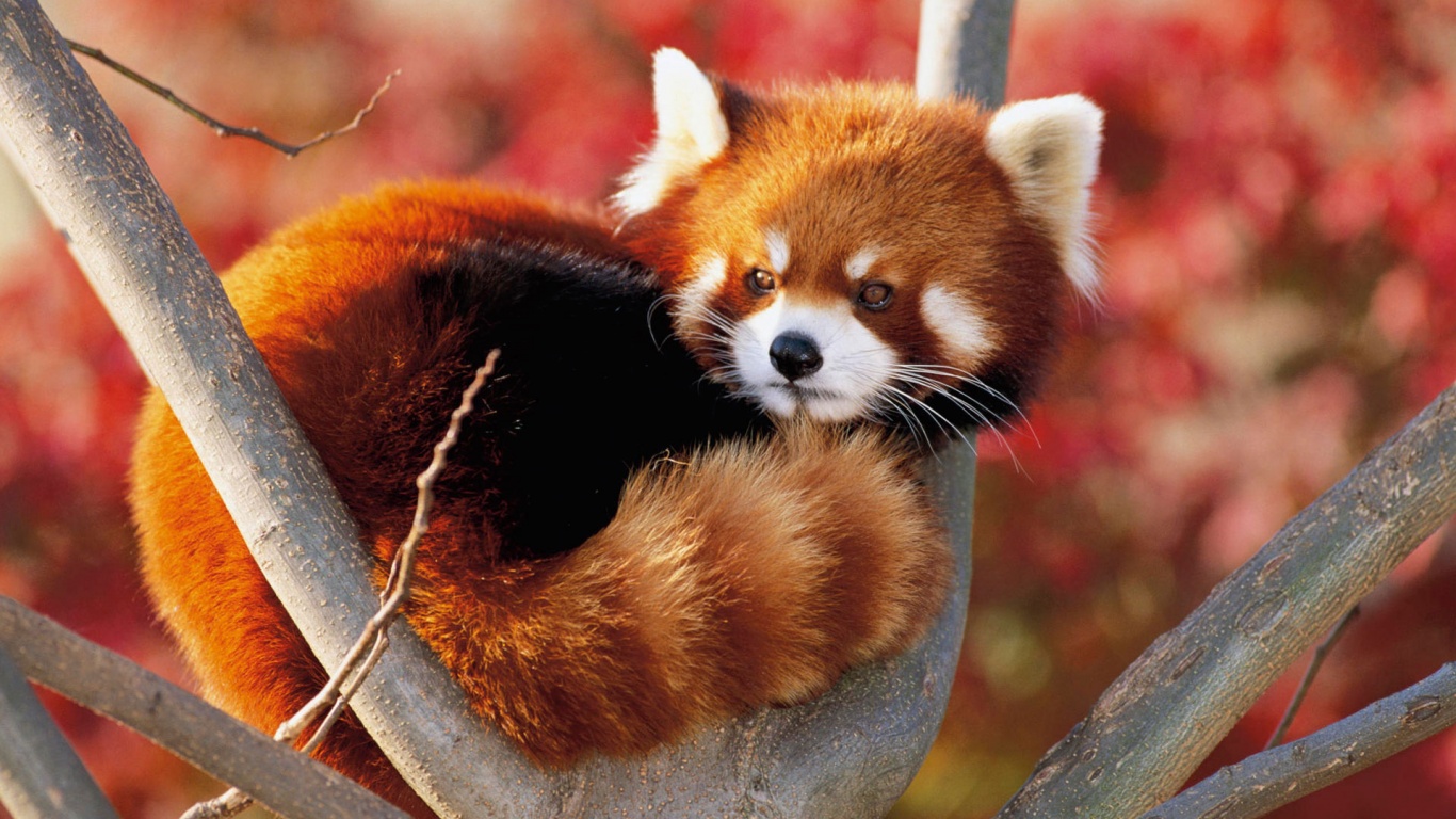 Red Panda Fluffy Animal Cute