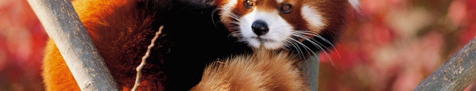 Red Panda Fluffy Animal Cute