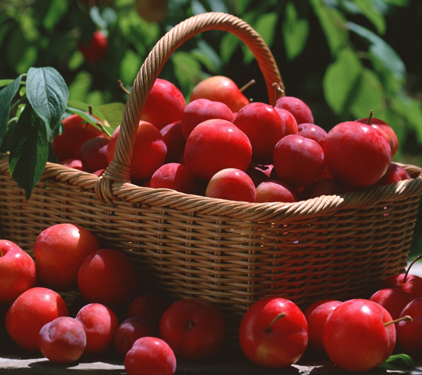 Red Plums In A Basket