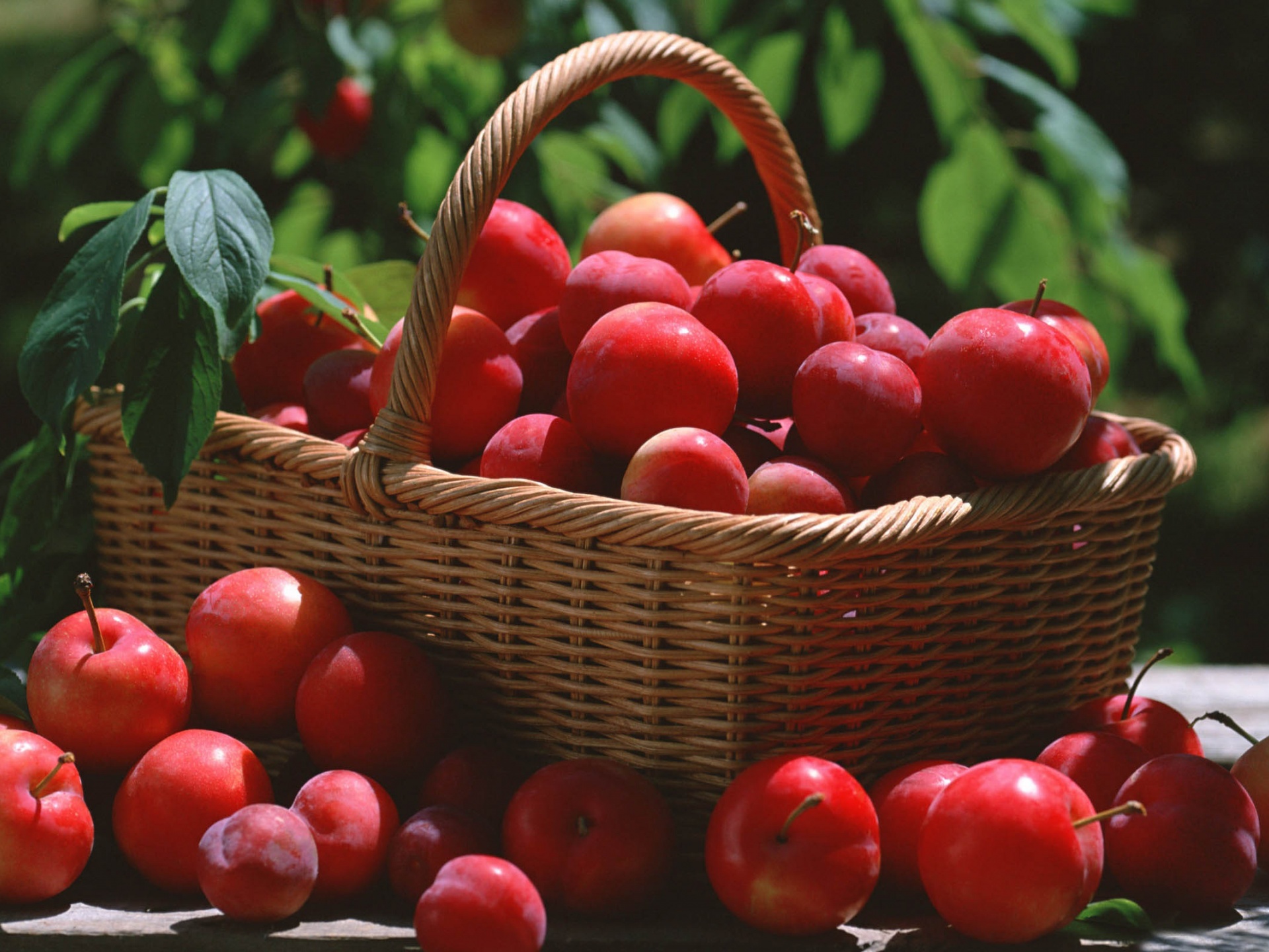 Red Plums In A Basket