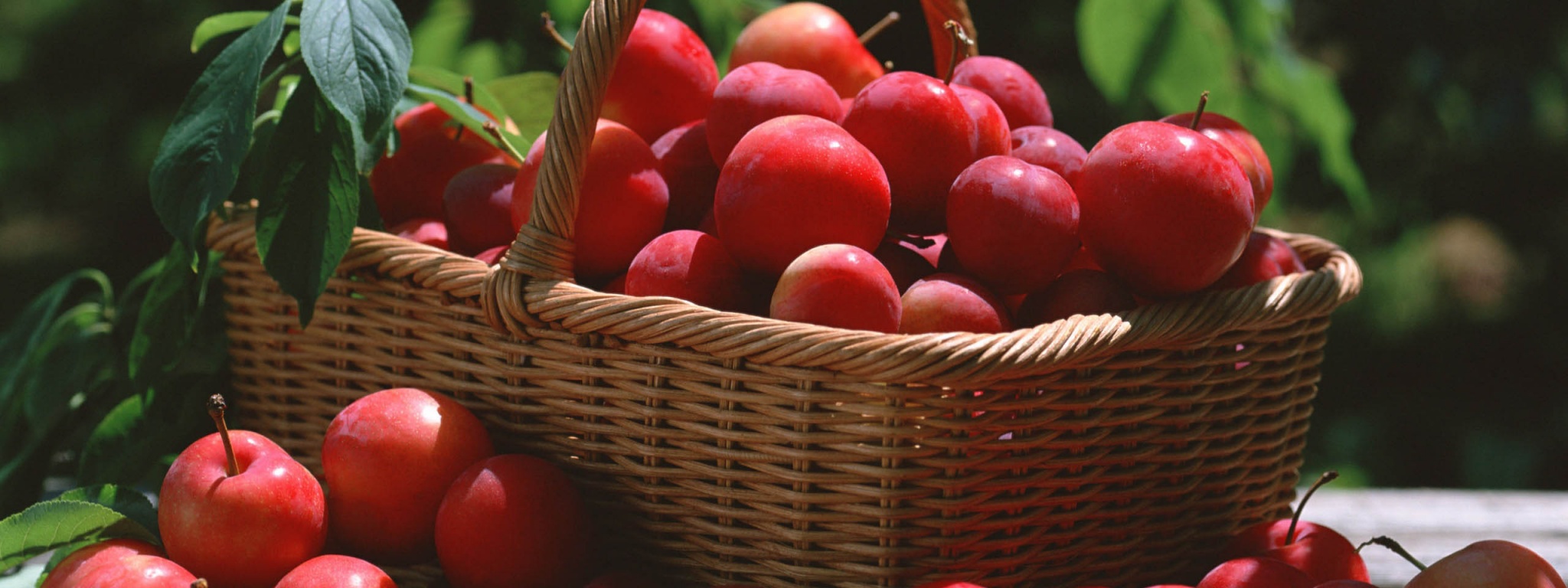 Red Plums In A Basket