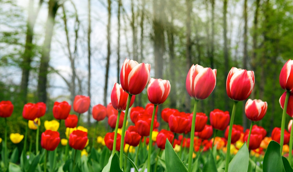 Red Tulips In Spring