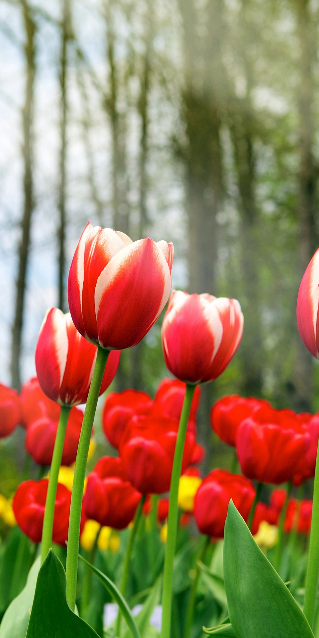 Red Tulips In Spring