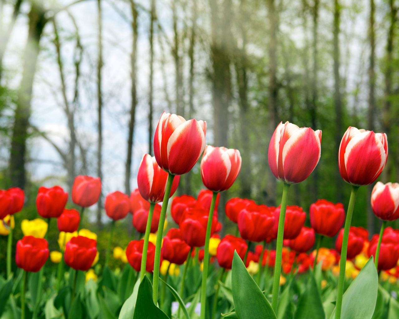 Red Tulips In Spring