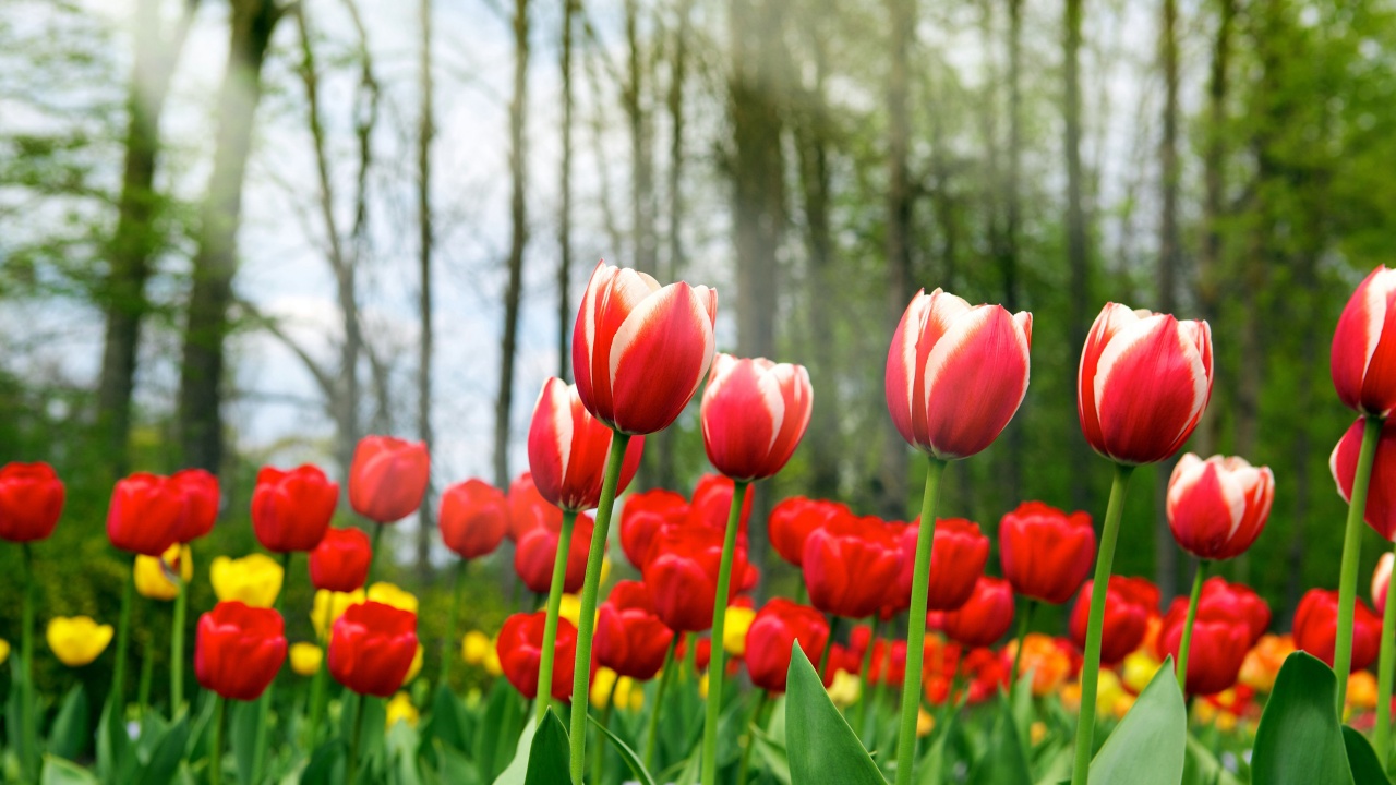 Red Tulips In Spring