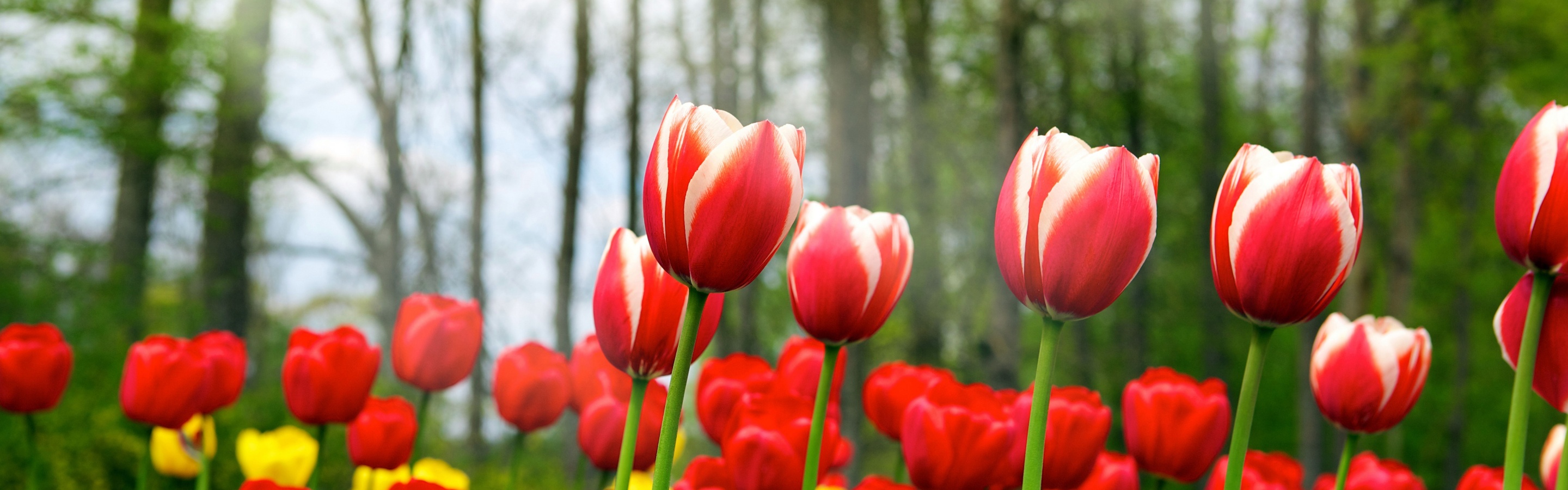 Red Tulips In Spring