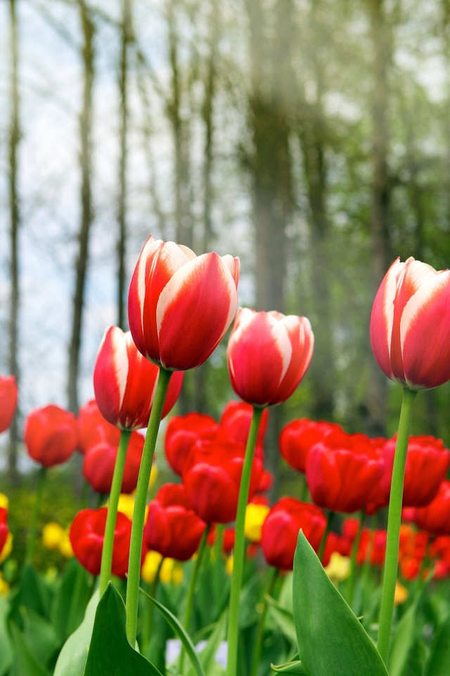 Red Tulips In Spring