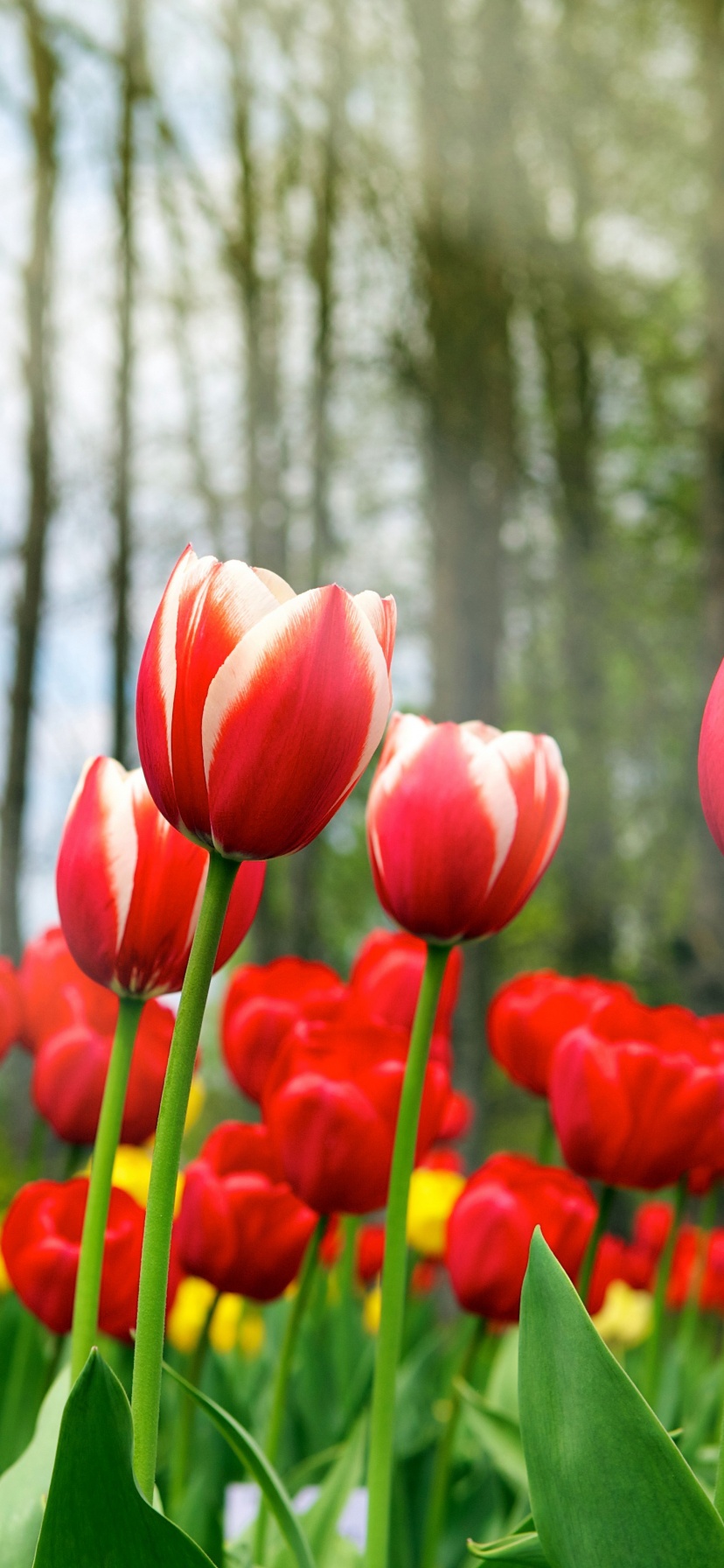 Red Tulips In Spring