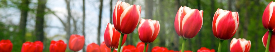 Red Tulips In Spring