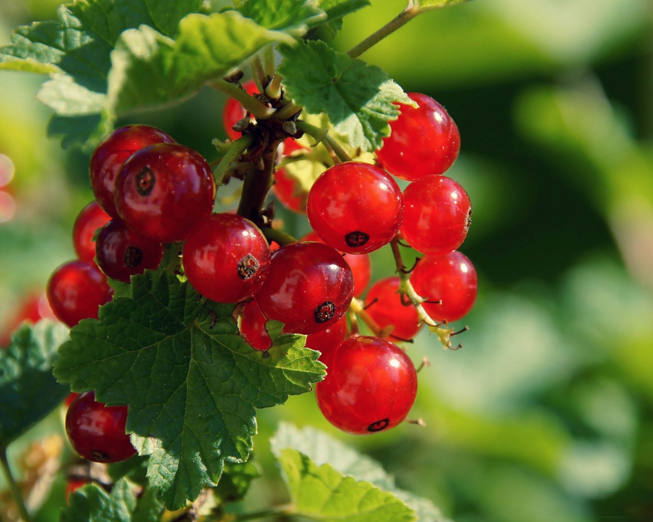 Redcurrant Berries