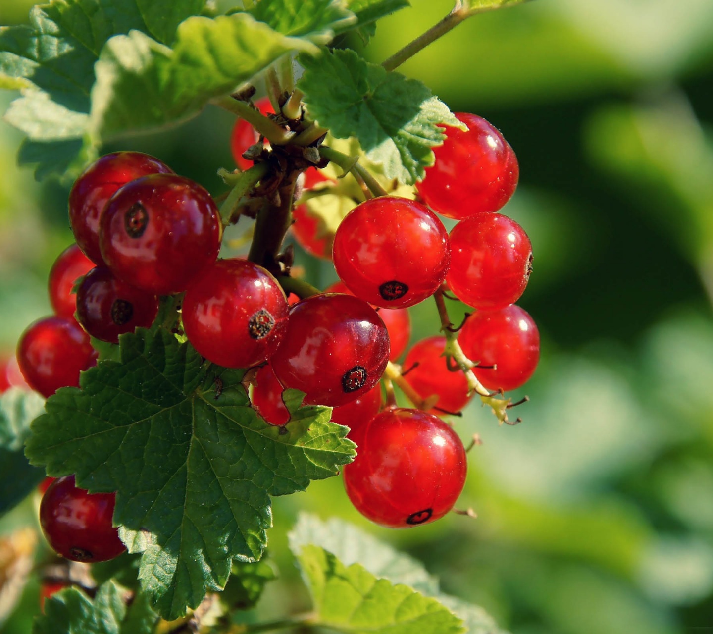 Redcurrant Berries