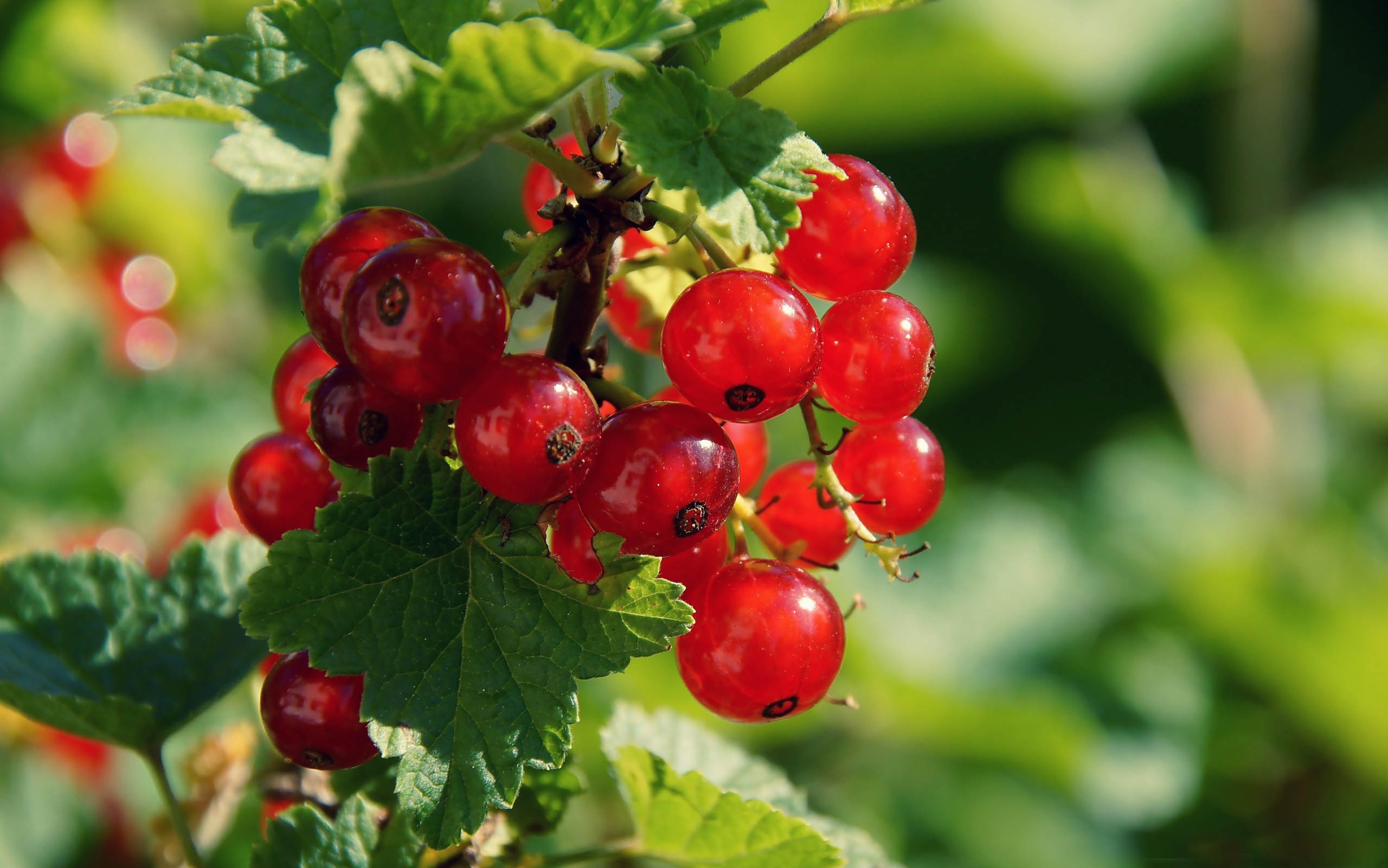 Redcurrant Berries