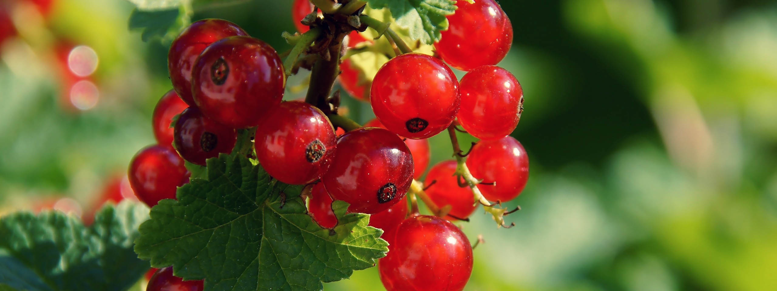 Redcurrant Berries