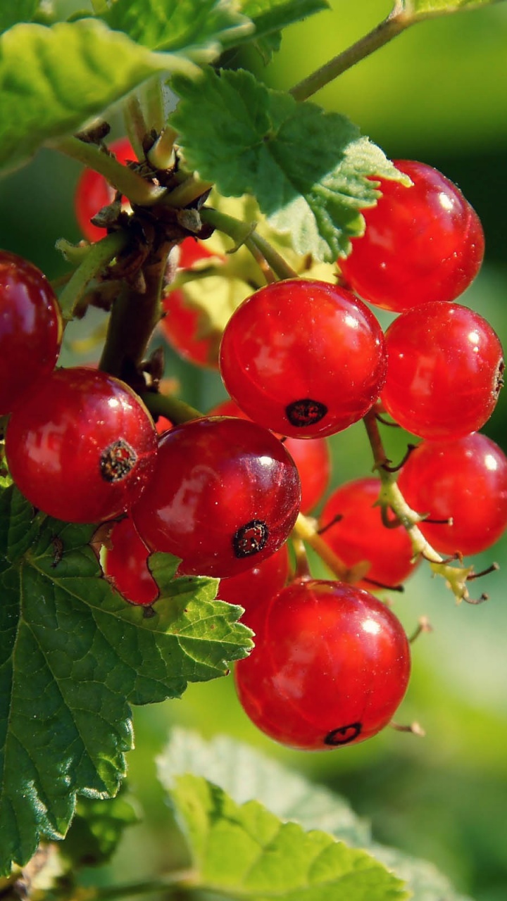 Redcurrant Berries