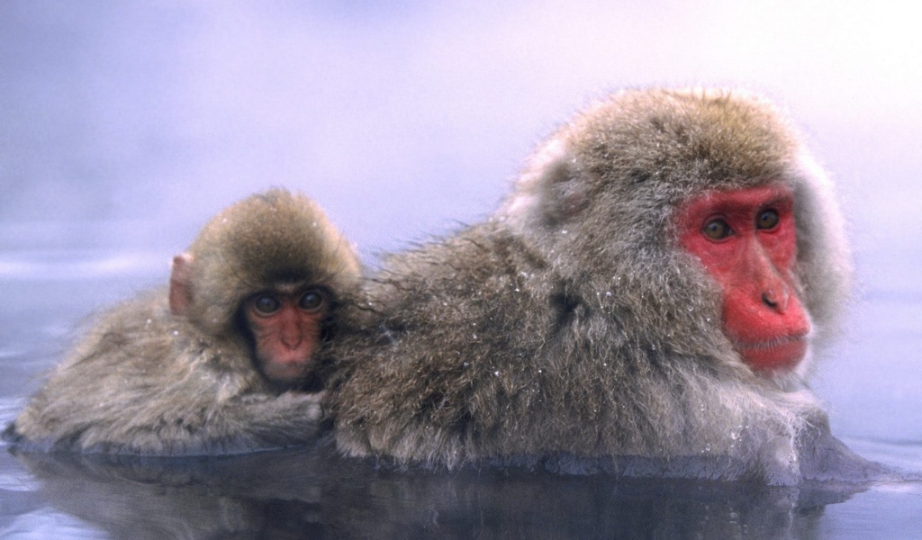 Relaxing Hot Springs Japanese Snow Monkey