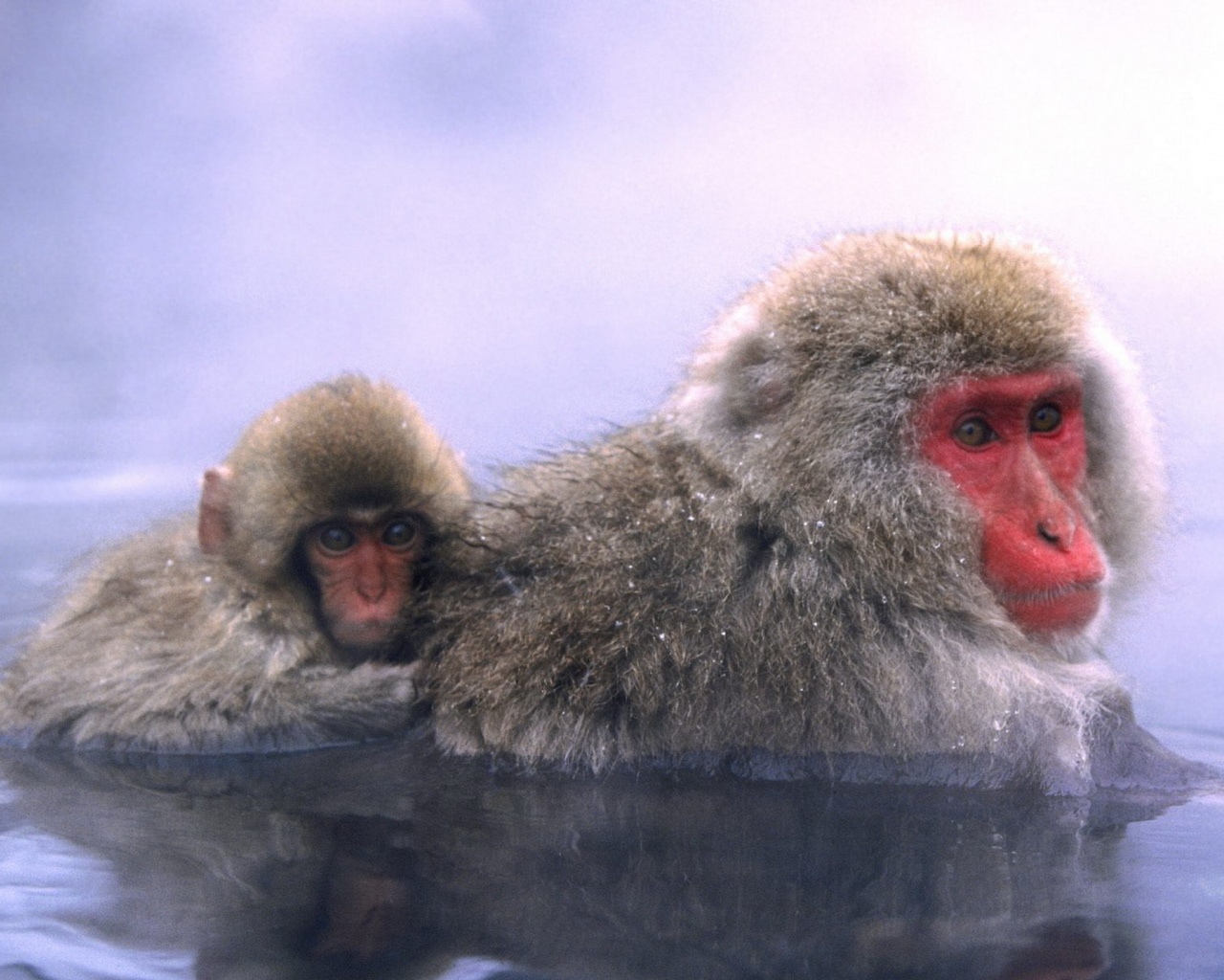 Relaxing Hot Springs Japanese Snow Monkey