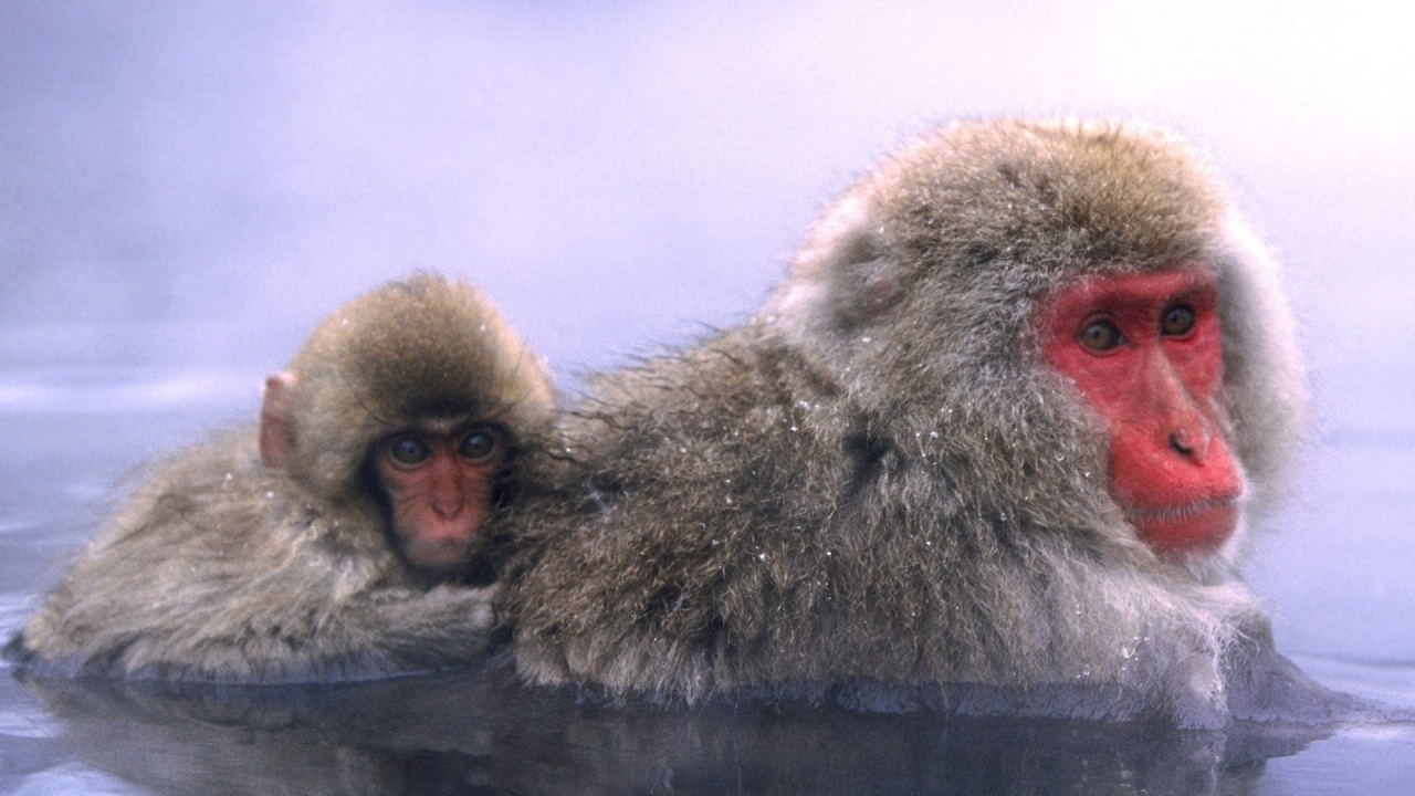 Relaxing Hot Springs Japanese Snow Monkey